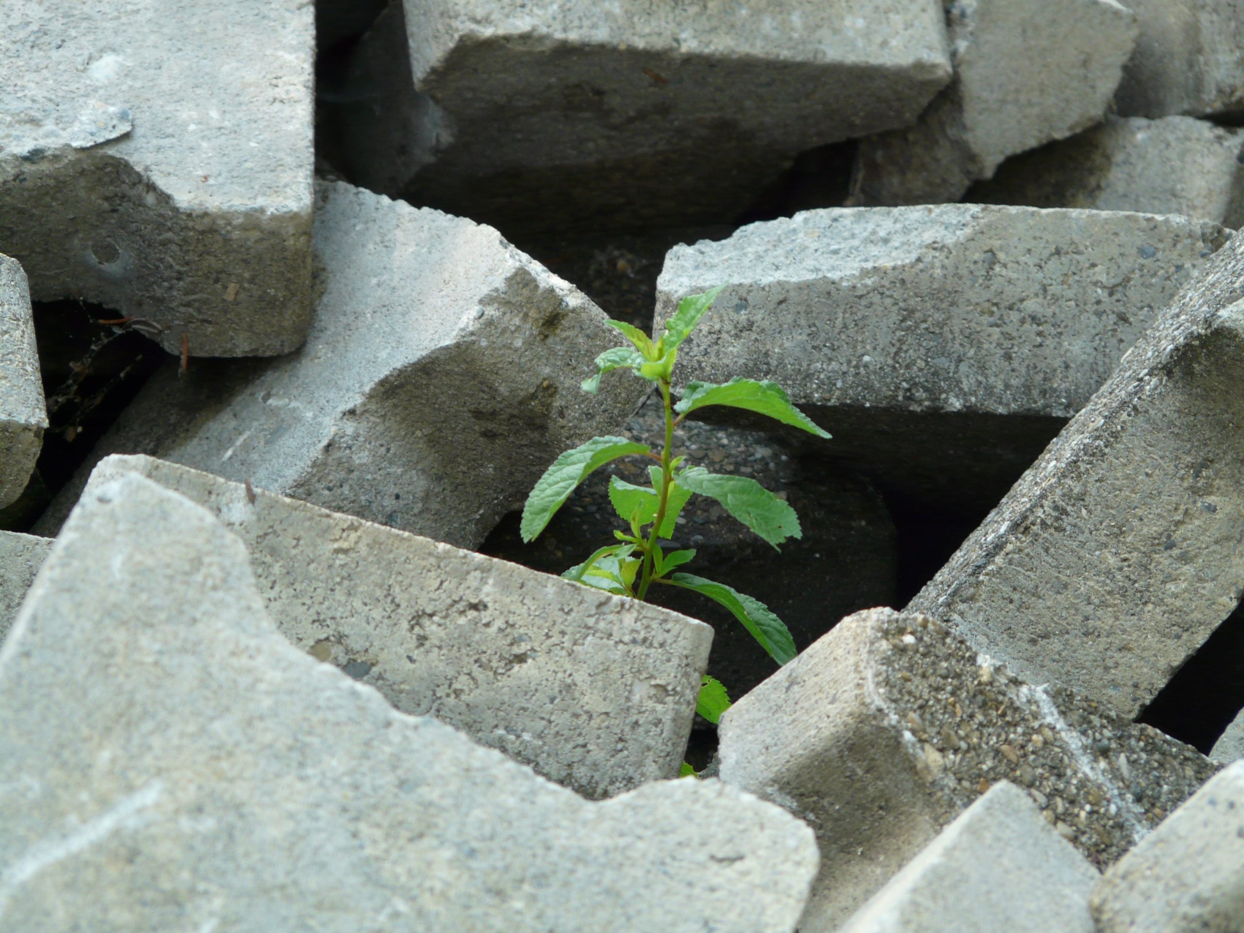 Growing Because of, Not Despite, Difficulties
